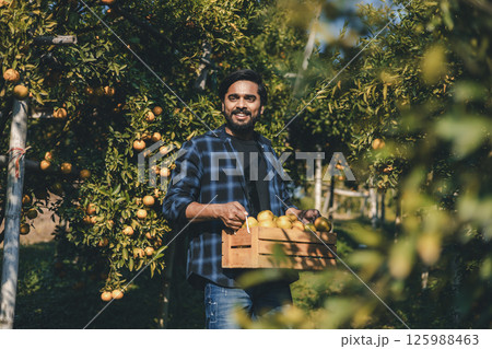 Gardener picking an orange with scissor in the oranges field garden. 125988463