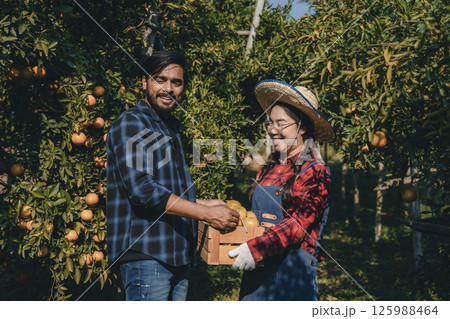 Gardener picking an orange with scissor in the oranges field garden. 125988464