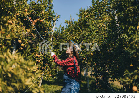Gardener picking an orange with scissor in the oranges field garden. Gardener picking an orange with scissor in the oranges field garden. 125988473