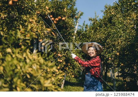 Gardener picking an orange with scissor in the oranges field garden. Gardener picking an orange with scissor in the oranges field garden. 125988474