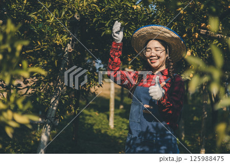 Gardener picking an orange with scissor in the oranges field garden. 125988475