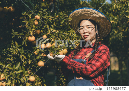 Gardener picking an orange with scissor in the oranges field garden. 125988477