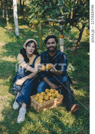 Gardener picking an orange with scissor in the oranges field garden. 125988496