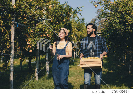 Gardener picking an orange with scissor in the oranges field garden. Gardener picking an orange with scissor in the oranges field garden. 125988499