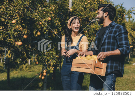 Gardener picking an orange with scissor in the oranges field garden. Gardener picking an orange with scissor in the oranges field garden. 125988503