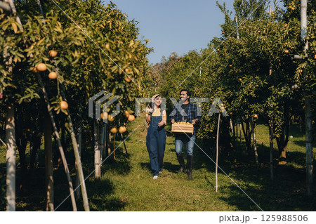Gardener picking an orange with scissor in the oranges field garden. Gardener picking an orange with scissor in the oranges field garden. 125988506