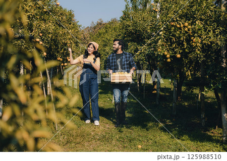 Gardener picking an orange with scissor in the oranges field garden. Gardener picking an orange with scissor in the oranges field garden. 125988510