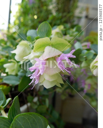 オレガノ ケントビューティー 花 オレガノ ケントビューティー 花 125988577