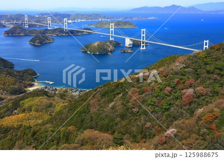 【愛媛県】桜咲く春の亀老山展望台から眺めた来島海峡大橋(しまなみ海道) 【愛媛県】桜咲く春の亀老山展望台から眺めた来島海峡大橋(しまなみ海道) 125988675
