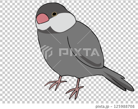 色とりどり 文鳥 125988708