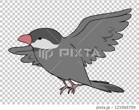 色とりどり 文鳥 飛ぶ 色とりどり 文鳥 飛ぶ 125988709