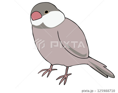 色とりどり 文鳥 シナモン 125988710