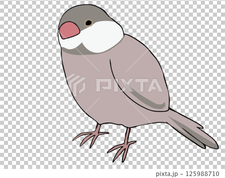 色とりどり 文鳥 シナモン 125988710