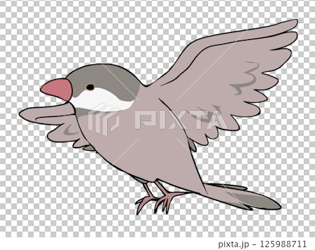 Colorful Java Sparrow Cinnamon Flying 125988711