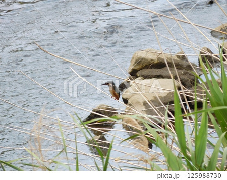 カワセミ　帷子川 125988730