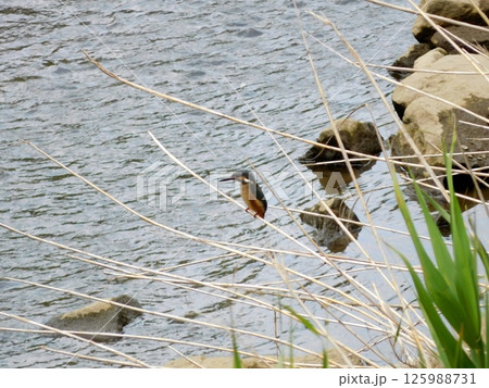 カワセミ 帷子川 カワセミ 帷子川 125988731