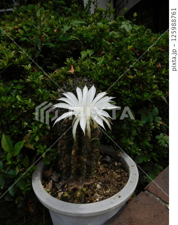 白いサボテンの花 白いサボテンの花 125988761