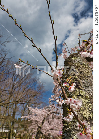 越前陶芸村の春 125988767
