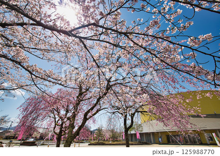 越前陶芸村の春 125988770