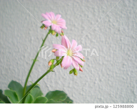 レウィシアの淡いピンクの花 125988800