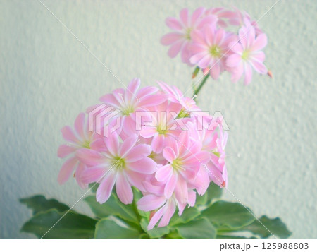 レウィシアの淡いピンクの花 125988803