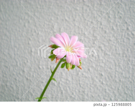 レウィシアの淡いピンクの花 125988805