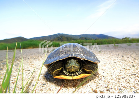 甲羅の中に引っ込む亀 125988837