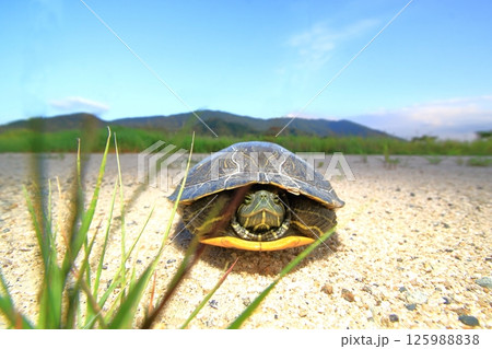 甲羅の中に引っ込む亀 甲羅の中に引っ込む亀 125988838