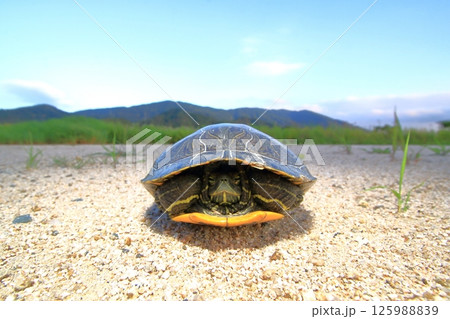 甲羅の中に引っ込む亀 125988839