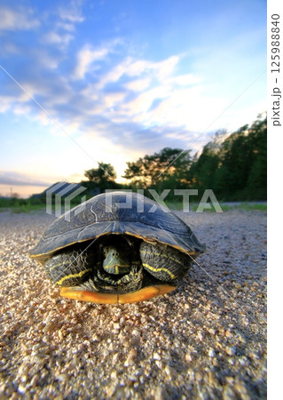 甲羅の中に引っ込む亀 125988840