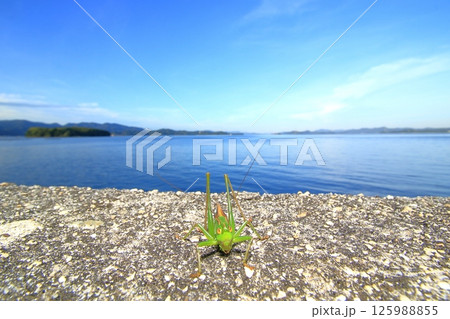 海とキリギリス 海とキリギリス 125988855