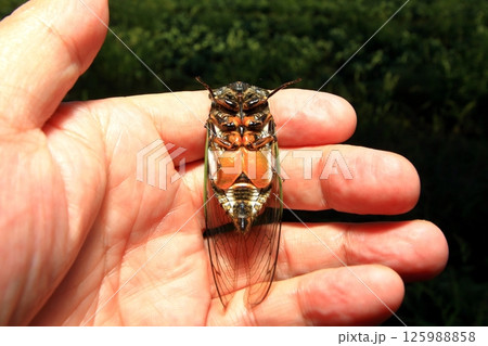 大型のクマゼミ 大型のクマゼミ 125988858
