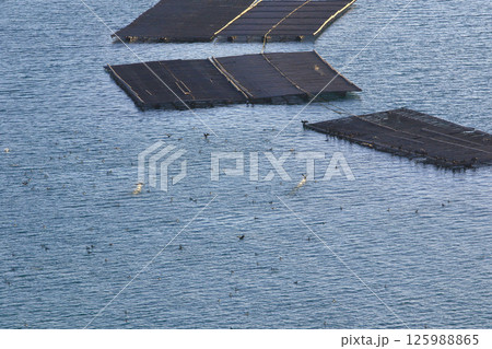 瀬戸内海に大量の鵜が現る 125988865