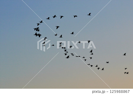 鵜のV字飛行 鵜のV字飛行 125988867