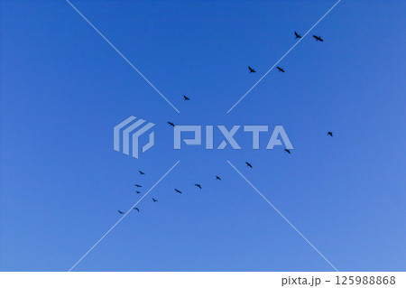 鵜のV字飛行 125988868