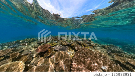 透き通る海のサンゴ礁 125988951