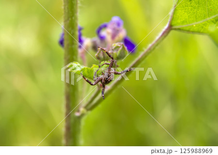 A beautiful spider A beautiful spider 125988969