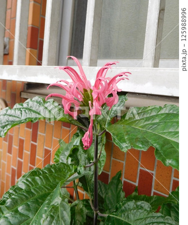 レッドベルガモットの花 125988996