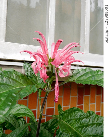 レッドベルガモットの花 レッドベルガモットの花 125989001
