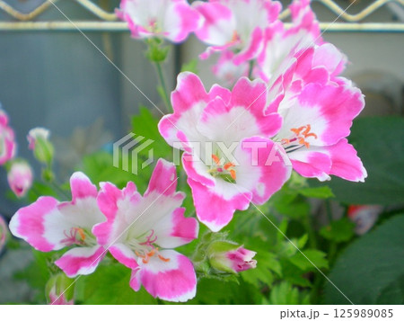 ペラルゴニウム ペラルゴニウム 125989085