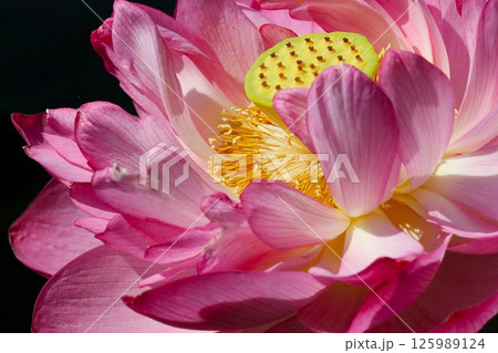 蓮の花の見頃は午前中がおすすめー五 125989124