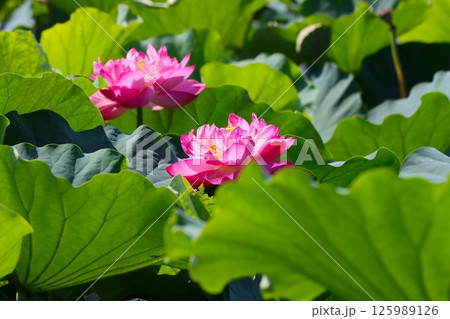 蓮の花の見頃は午前中がおすすめー六 蓮の花の見頃は午前中がおすすめー六 125989126