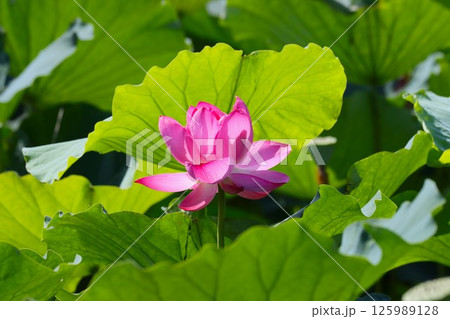 蓮の花の見頃は午前中がおすすめー七 蓮の花の見頃は午前中がおすすめー七 125989128