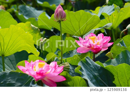 鮮やかなピンク色に包まれた大輪の蓮花 鮮やかなピンク色に包まれた大輪の蓮花 125989138