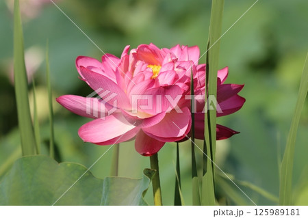 蓮の花の見頃は午前中がおすすめ－弐 125989181