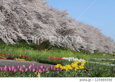 春の公園に咲くソメイヨシノの桜の花とカラフルなチューリップの花 125989398
