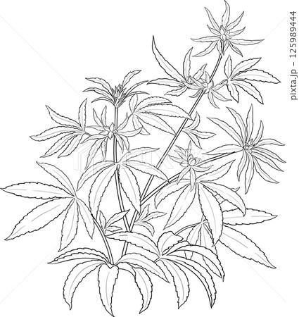 Vector isolated for design  125989444