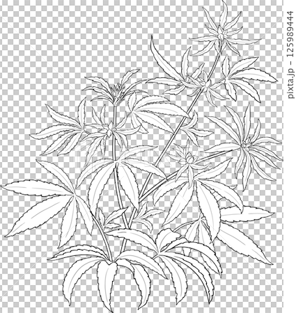 Vector isolated for design  125989444