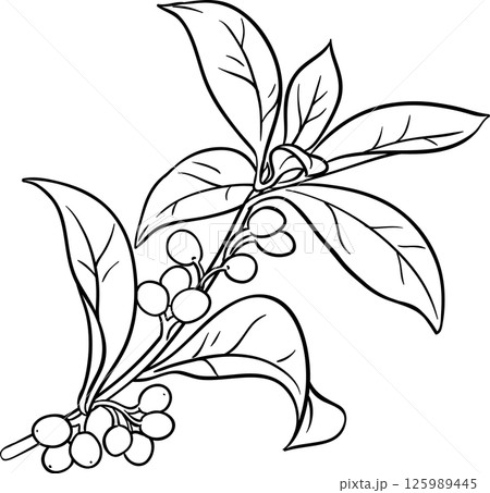 Osmanthus Branch with Berries and Leaves Outline Illustration. 125989445