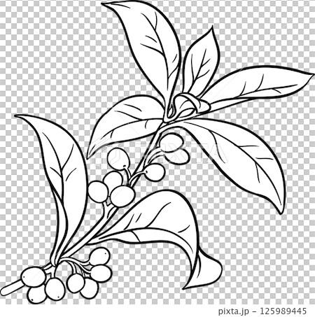 Osmanthus Branch with Berries and Leaves Outline Illustration. 125989445